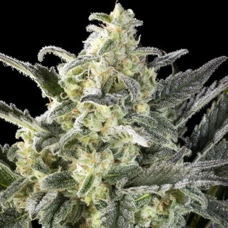 Clementine Slush (Kannabia) feminizada