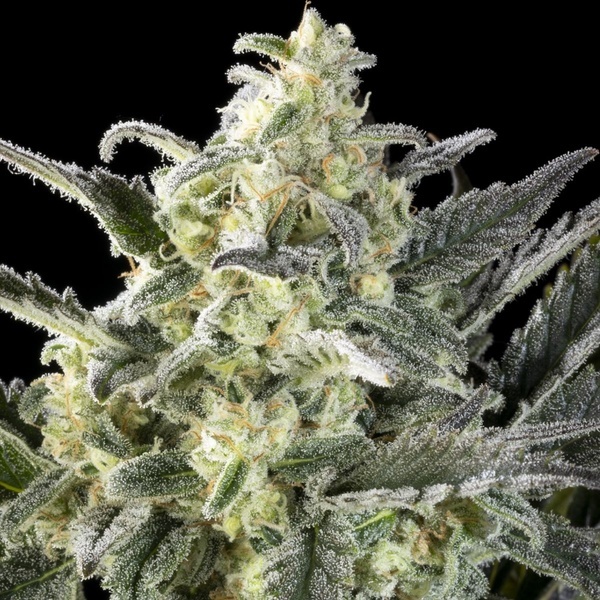 Clementine Slush (Kannabia) feminizada