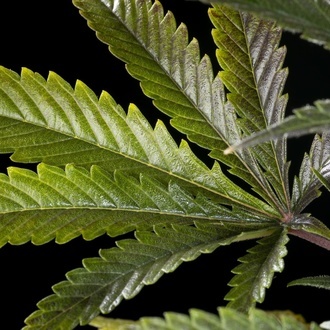 Clementine Slush (Kannabia) feminizada