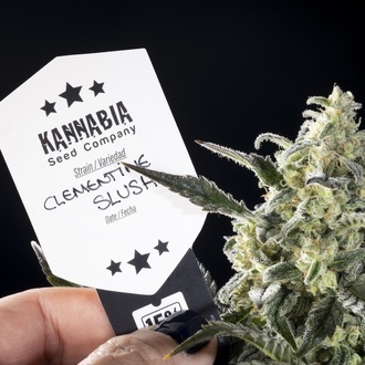 Clementine Slush (Kannabia) feminizada