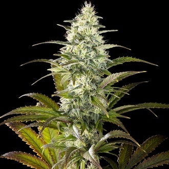 Clementine Slush (Kannabia) feminizada