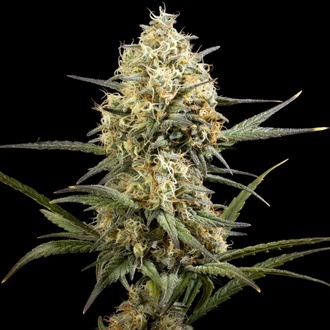 Clementine Slush (Kannabia) feminizada