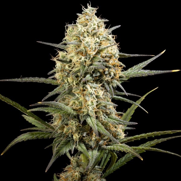 Clementine Slush (Kannabia) feminizada