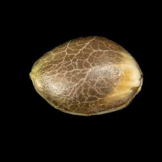 Clementine Slush (Kannabia) feminizada