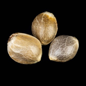 Clementine Slush (Kannabia) feminizada