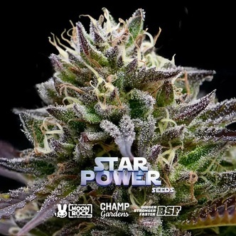 Star Power (BSF Seeds x Moon Rock) feminizada