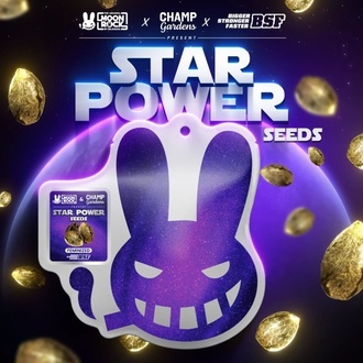 Star Power (BSF Seeds x Moon Rock) feminizada