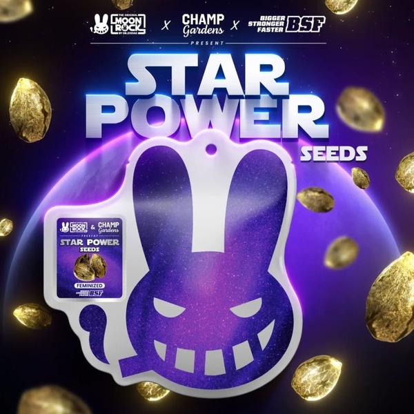 Star Power (BSF Seeds x Moon Rock) feminizada