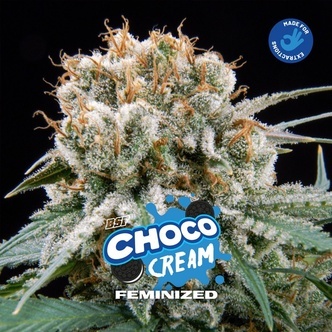Choco Cream (BSF Seeds) feminizada