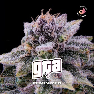 GTA (BSF Seeds) feminizada