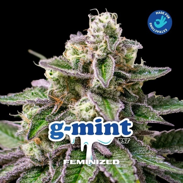 G-Mint (BSF Seeds) feminizada