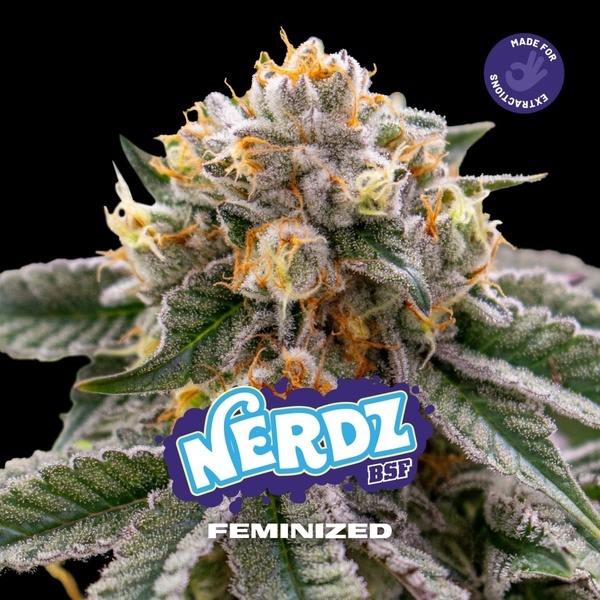 Nerdz (BSF Seeds) feminizada