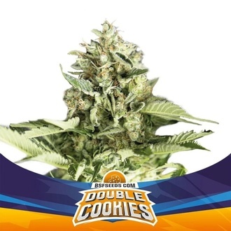 Double Cookies Auto (BSF Seeds) feminizada