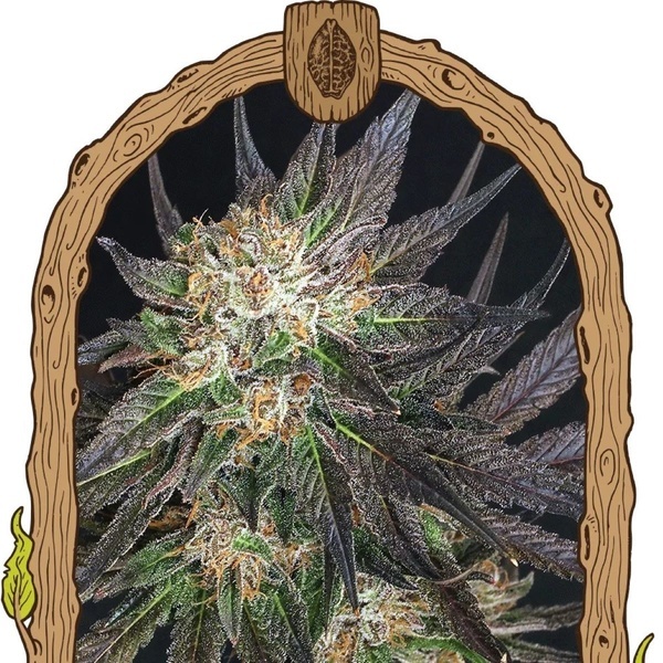 Georgia Cream (Exotic Seed) feminizada