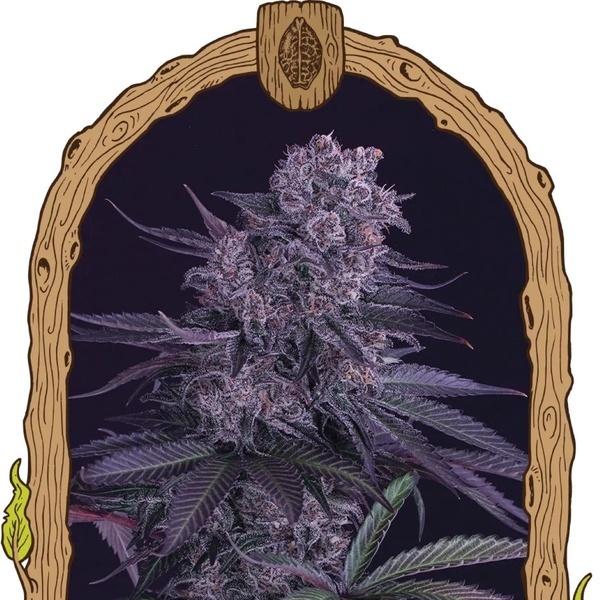 Quick Black Lemon (Exotic Seed) feminizada