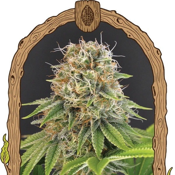 Wedding Monkey (Exotic Seed) feminizada