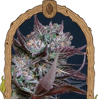 Black Lemon (Exotic Seed) feminizada