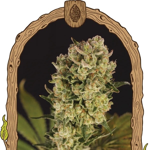 Candy Jungle Auto (Exotic Seed) feminizada