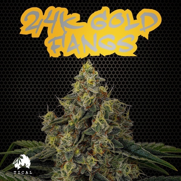 24K Gold Fangs (TICAL) feminizada