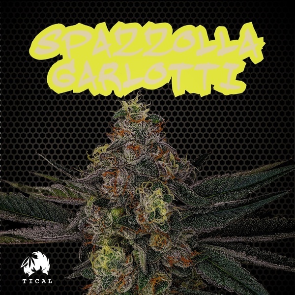 Spazzola Garletti (TICAL) feminizada