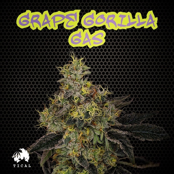 Grape Gorilla Gas (TICAL) feminizada