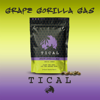 Grape Gorilla Gas (TICAL) feminizada