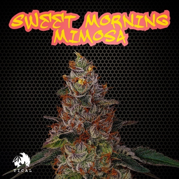 Sweet Morning Mimosa (TICAL) feminizada