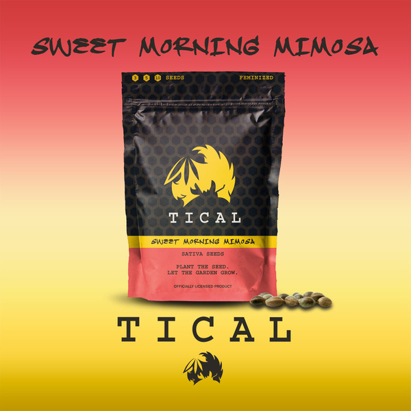 Sweet Morning Mimosa (TICAL) feminizada