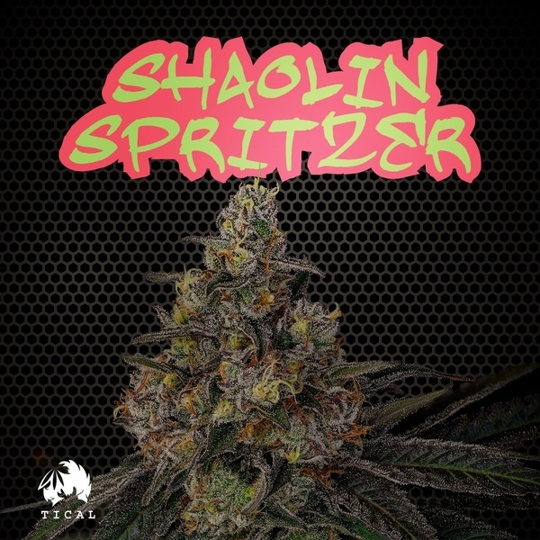 Shaolin Spritzer (TICAL) feminizada