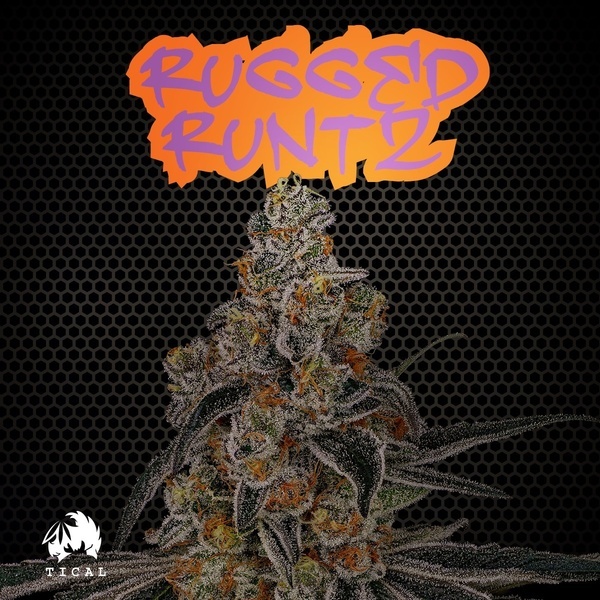 Rugged Runtz (TICAL) feminizada