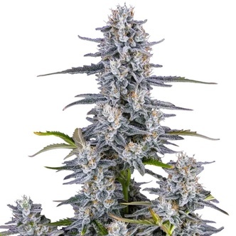 Super Boof Auto (FastBuds) feminizada