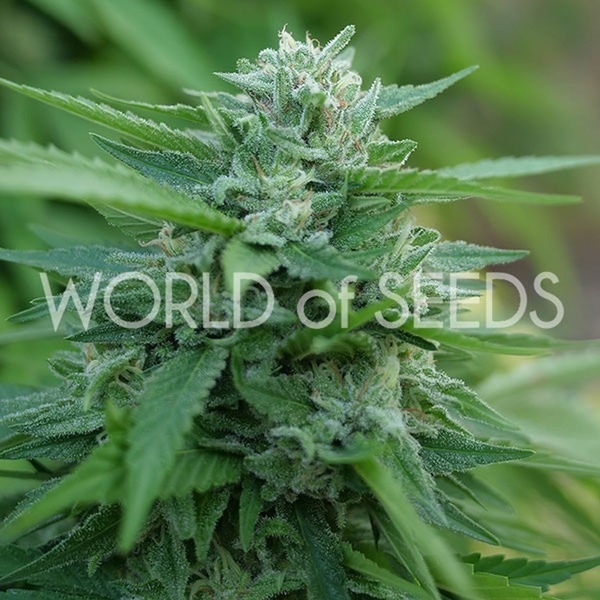 Mongolia THC Free (World of Seeds) feminizada