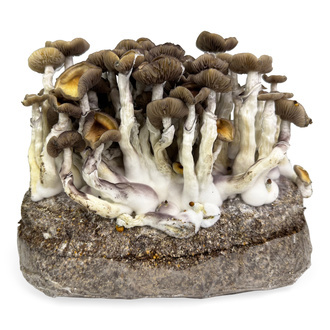 Zamnesia Ready-2-Grow Bag 'Golden Teacher'