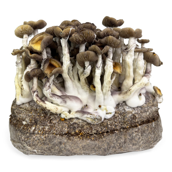 Zamnesia Ready-2-Grow Bag 'Golden Teacher'