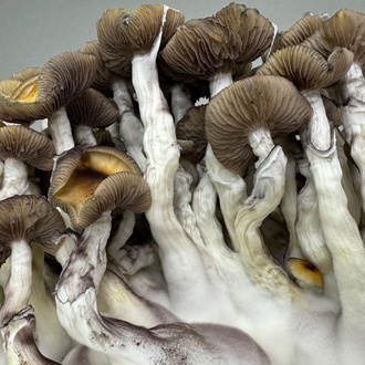 Zamnesia Ready-2-Grow Bag 'Golden Teacher'