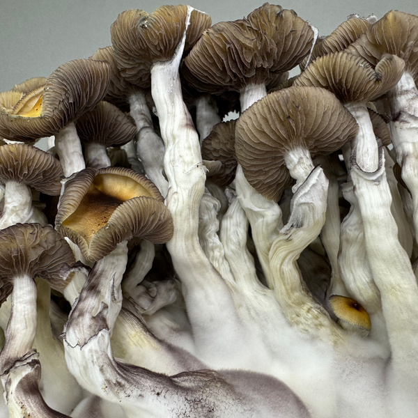 Zamnesia Ready-2-Grow Bag 'Golden Teacher'