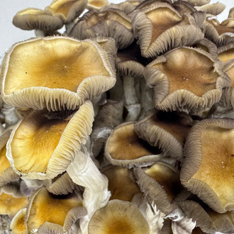 Zamnesia Ready-2-Grow Bag 'Golden Teacher'