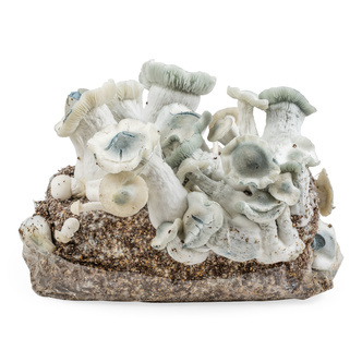 Zamnesia Ready-2-Grow Bag "APE"