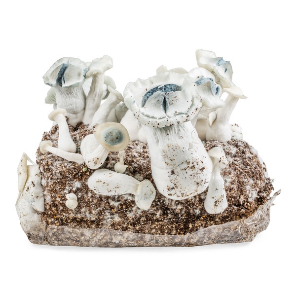 Saco Ready-2-Grow 'APE' da Zamnesia