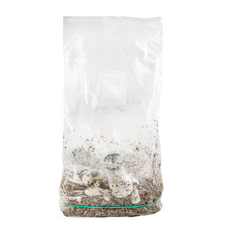 Saco Ready-2-Grow 'APE' da Zamnesia