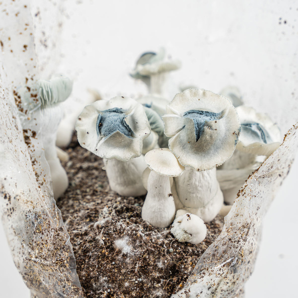 Saco Ready-2-Grow 'APE' da Zamnesia