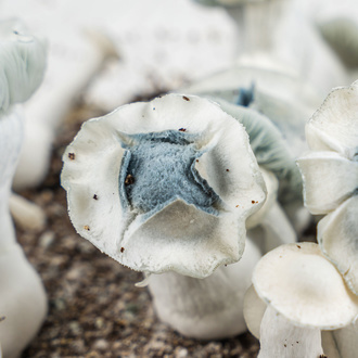 Saco Ready-2-Grow 'APE' da Zamnesia