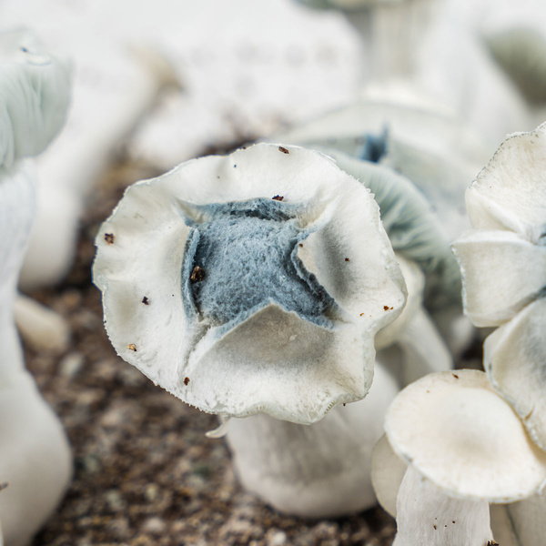 Saco Ready-2-Grow 'APE' da Zamnesia