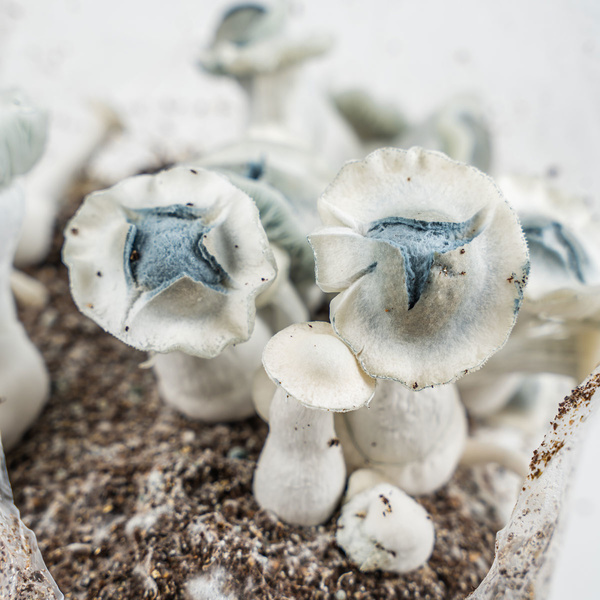 Saco Ready-2-Grow 'APE' da Zamnesia