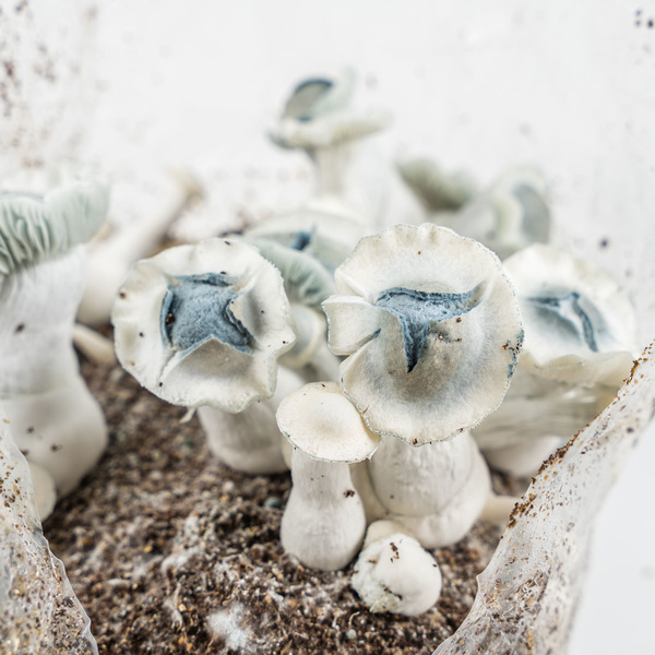 Saco Ready-2-Grow 'APE' da Zamnesia