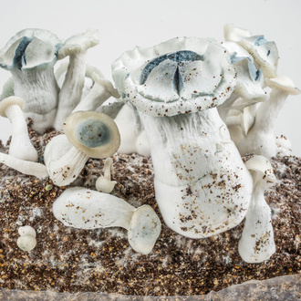 Saco Ready-2-Grow 'APE' da Zamnesia