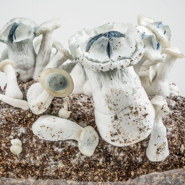 Saco Ready-2-Grow 'APE' da Zamnesia