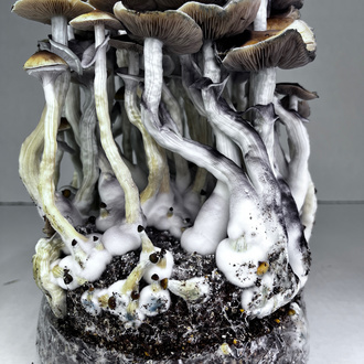 Zamnesia Ready-2-Grow Bag 'McKennaii'