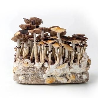 Zamnesia Ready-2-Grow Bag 'McKennaii'