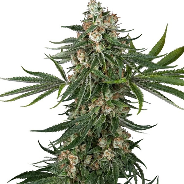 Fallout OG (White Label) feminizada